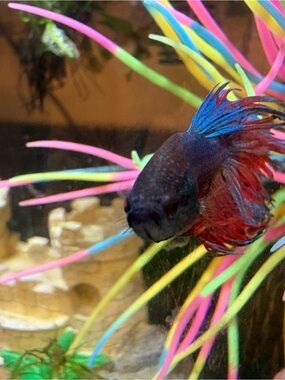 Meet your Posher, Morgan